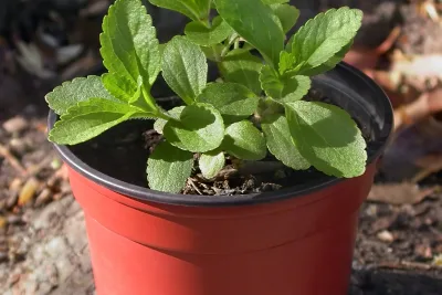 Profil Beeru Indonesia, Perusahaan di Balik Beeru Stevia: Owner Disebut Astri Elisa Wiyatno
