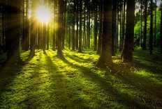 Pengalaman Wisata di De Djawatan: Merasakan Keajaiban Hutan Magis ala Fangorn Forest di Banyuwangi, Ada Keunikan Apa Nih?